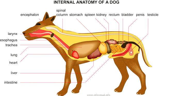 Anatomy of a dog